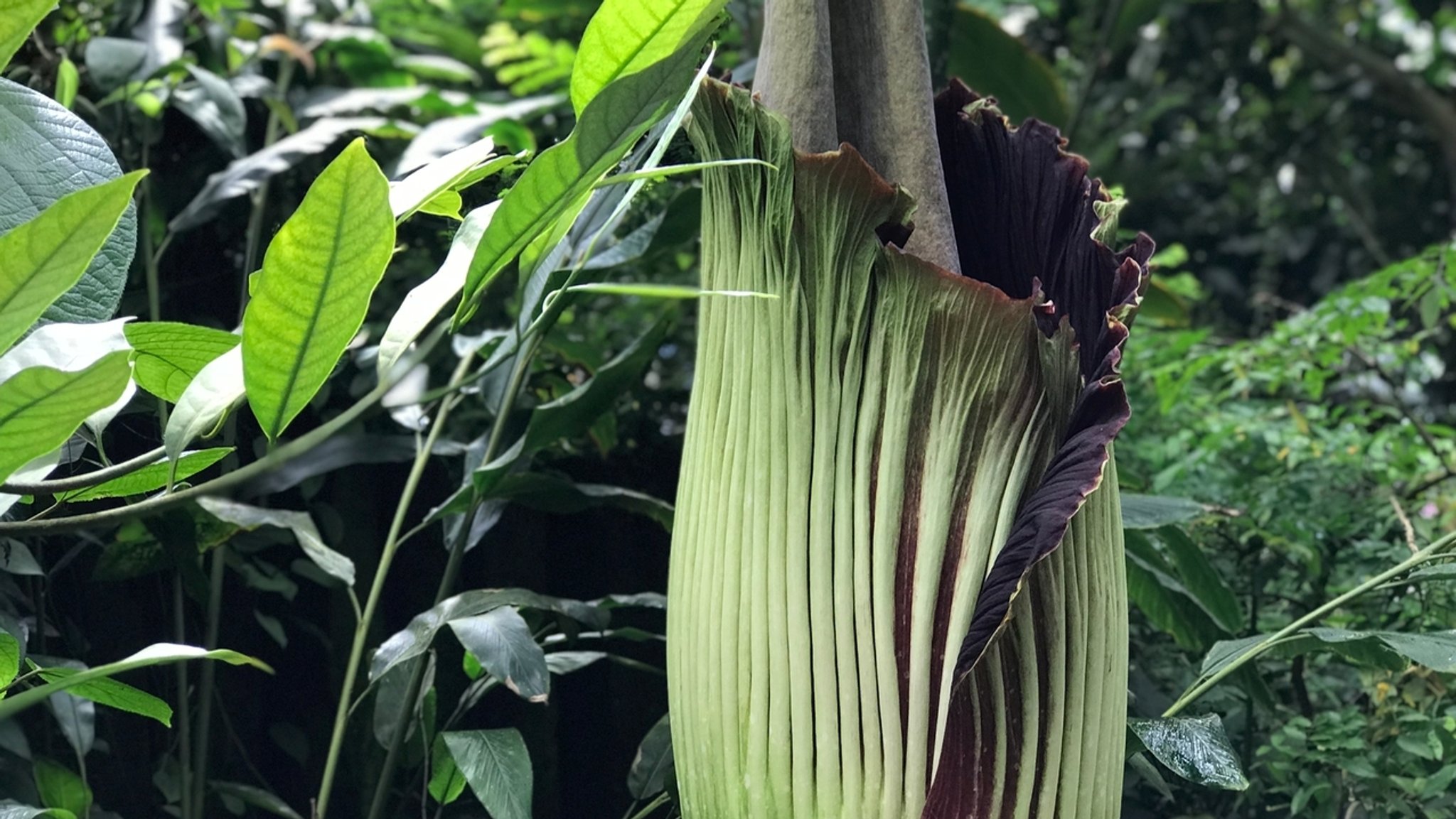 Größte Blume der Welt: Titanwurz in Bayreuth öffnet sich