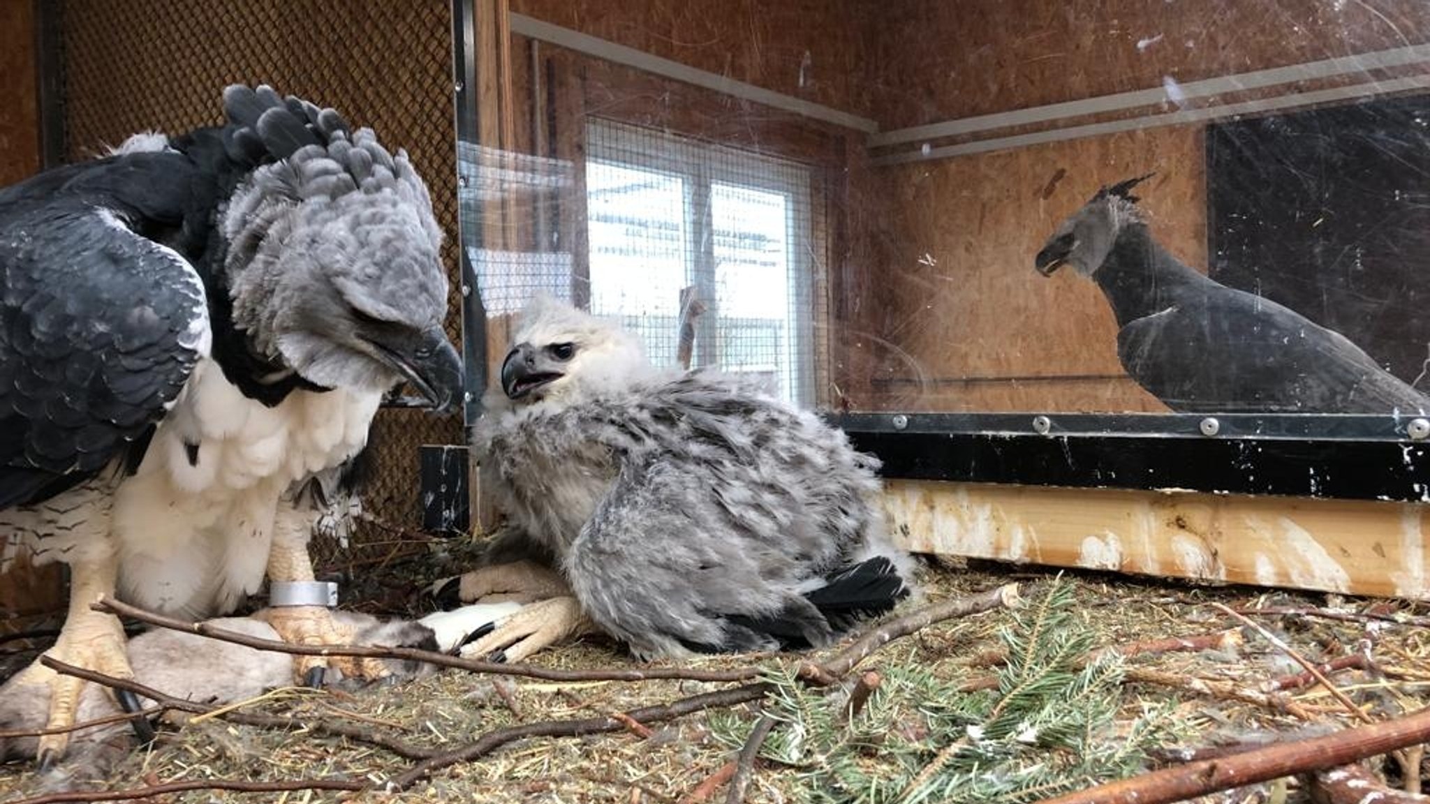 Eine schwarz-grau-weiße Harpye mit ihrem grau-weißen Küken in einer Voliere.