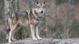 Wolf in einem Gehege | Bild:picture alliance/dpa/Boris Roessler