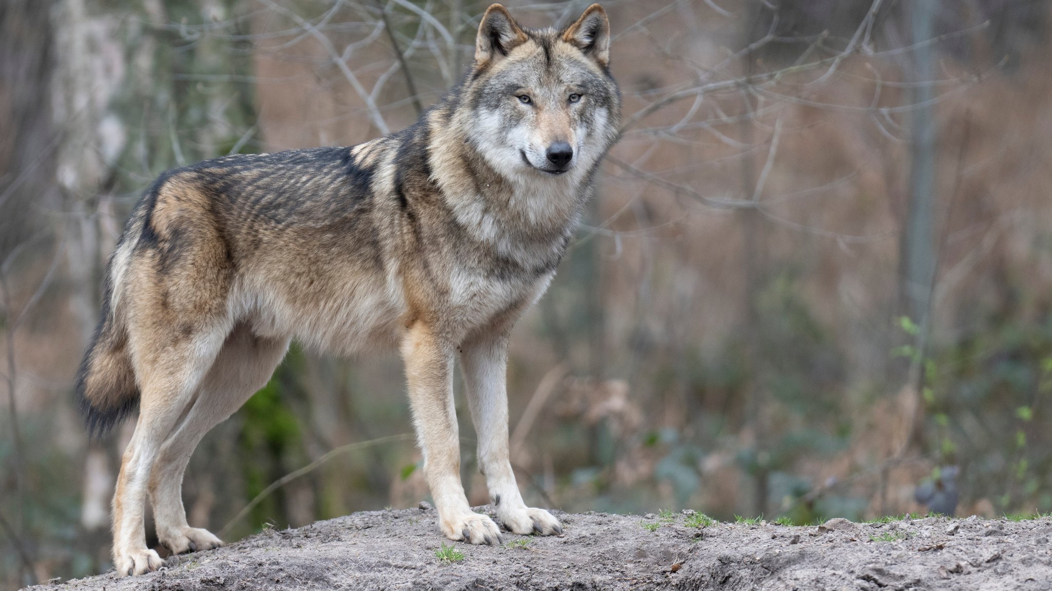 Wolf in einem Gehege