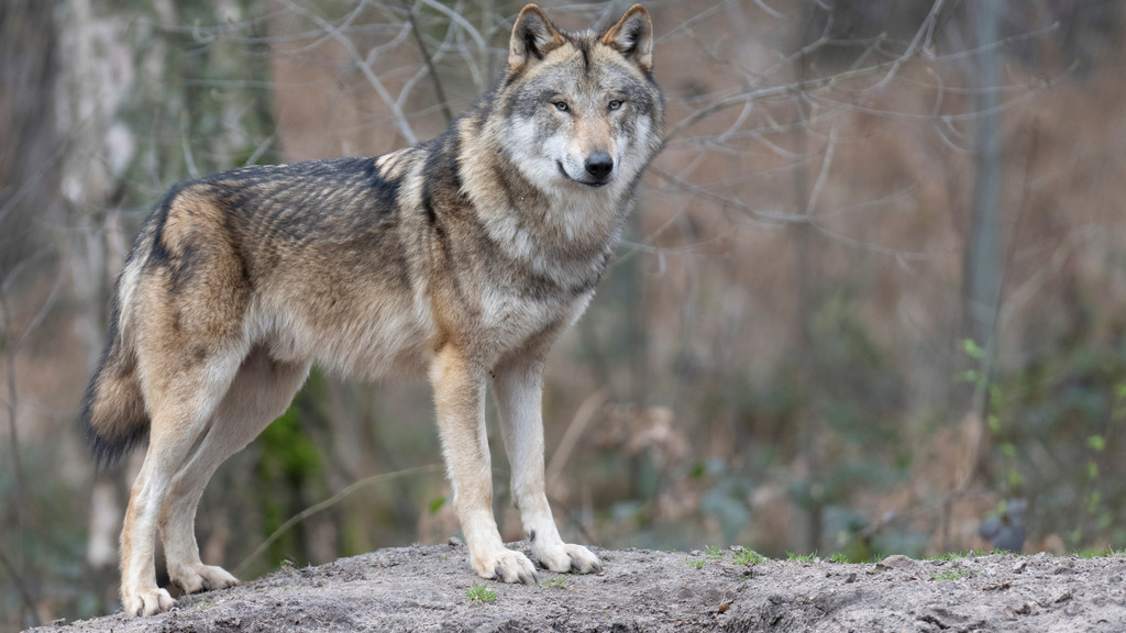 Wolf in einem Gehege