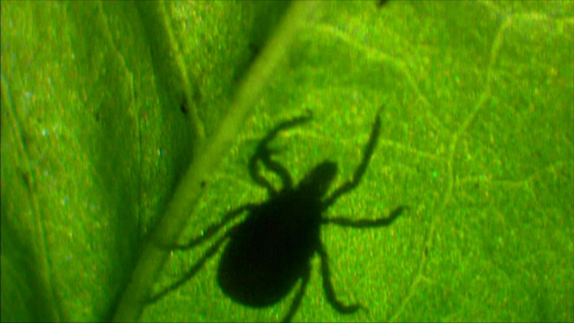 Die Zahl der Lyme-Borreliose-Fälle in Bayern steigt dramatisch an. Auch FSME stellt weiterhin eine ernste Bedrohung dar.