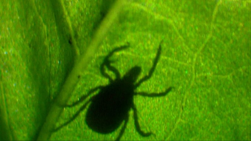 Die Zahl der Lyme-Borreliose-Fälle in Bayern steigt dramatisch an. Auch FSME stellt weiterhin eine ernste Bedrohung dar. | Bild: BR Die Zahl der Lyme-Borreliose-Fälle in Bayern steigt dramatisch an. Auch FSME stellt weiterhin eine ernste Bedrohung dar.