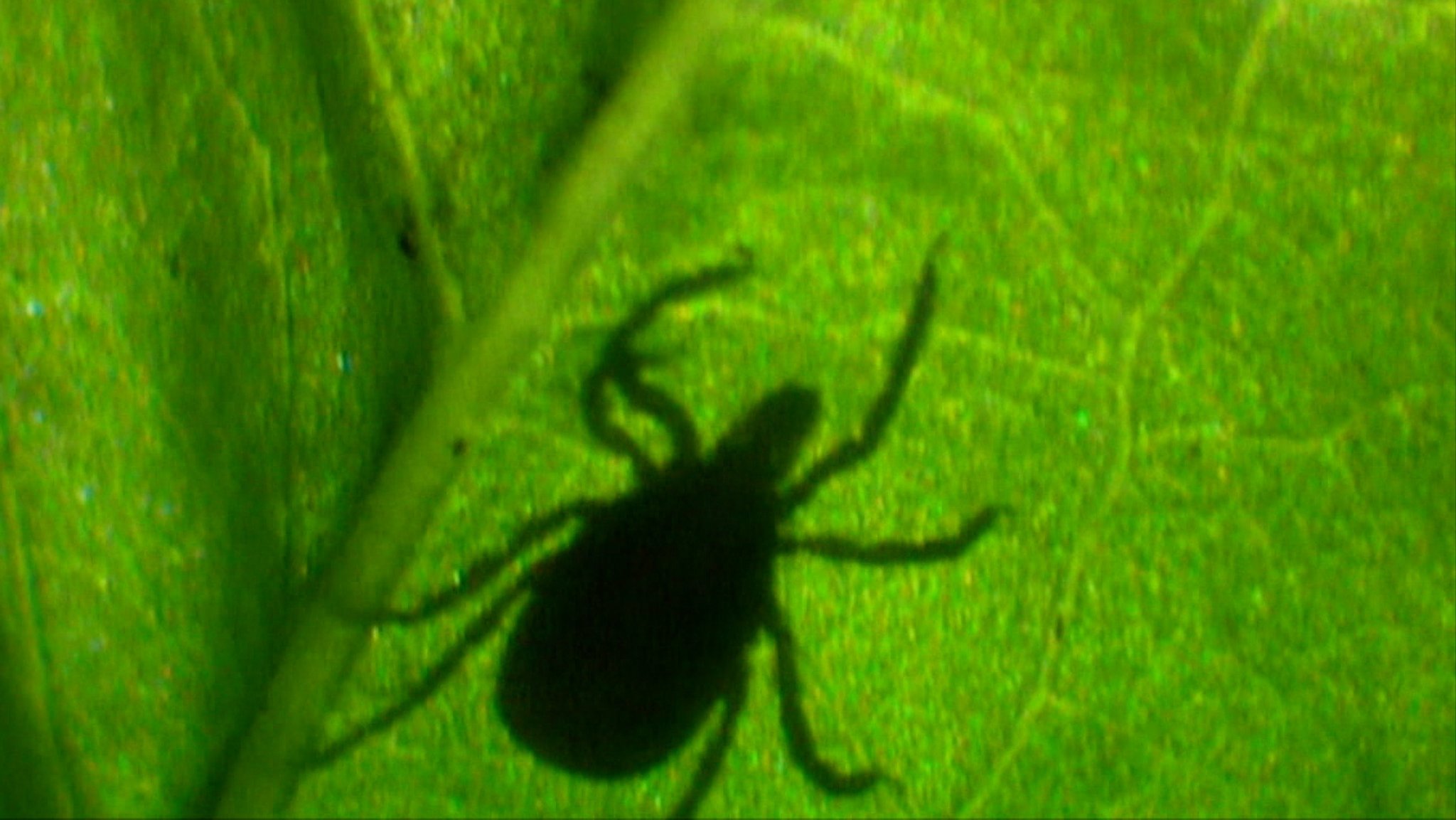 Die Zahl der Lyme-Borreliose-Fälle in Bayern steigt dramatisch an. Auch FSME stellt weiterhin eine ernste Bedrohung dar.