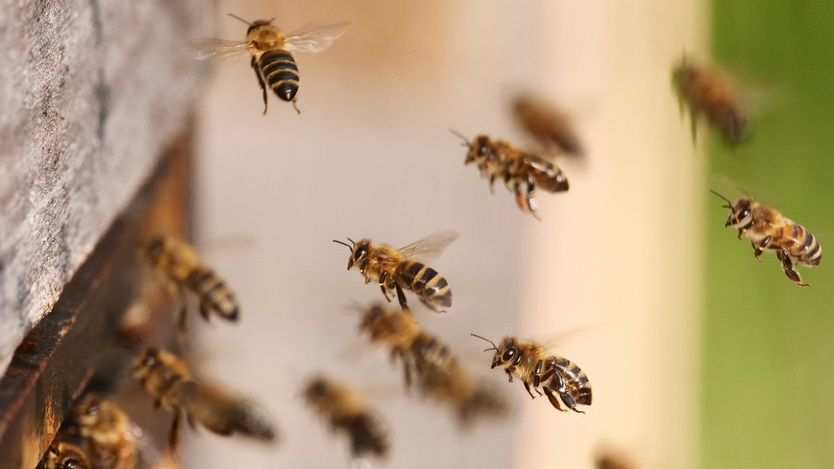 Überraschend viele Bienenvölker in Bayern haben Winter überlebt