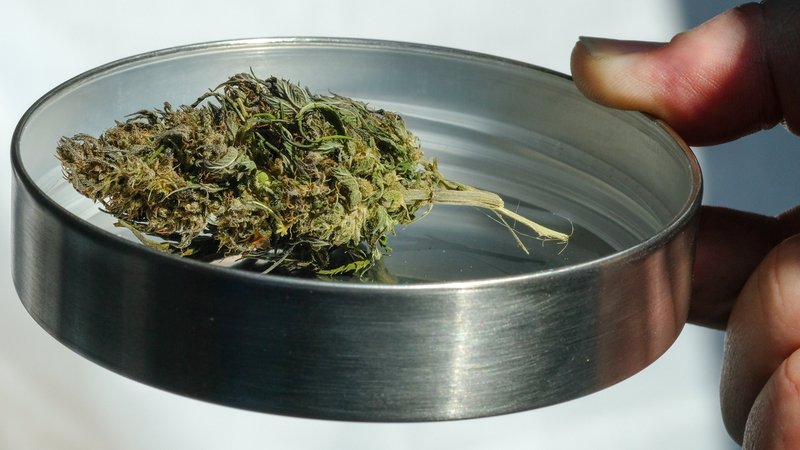 Eine getrocknete Hanfknospe in einem Schälchen. Mit der Legalisierung von Cannabis-Konsum muss laut Gesetz auch neu festgelegt werden, welche THC-Blutwerte für den Straßenverkehr gelten.