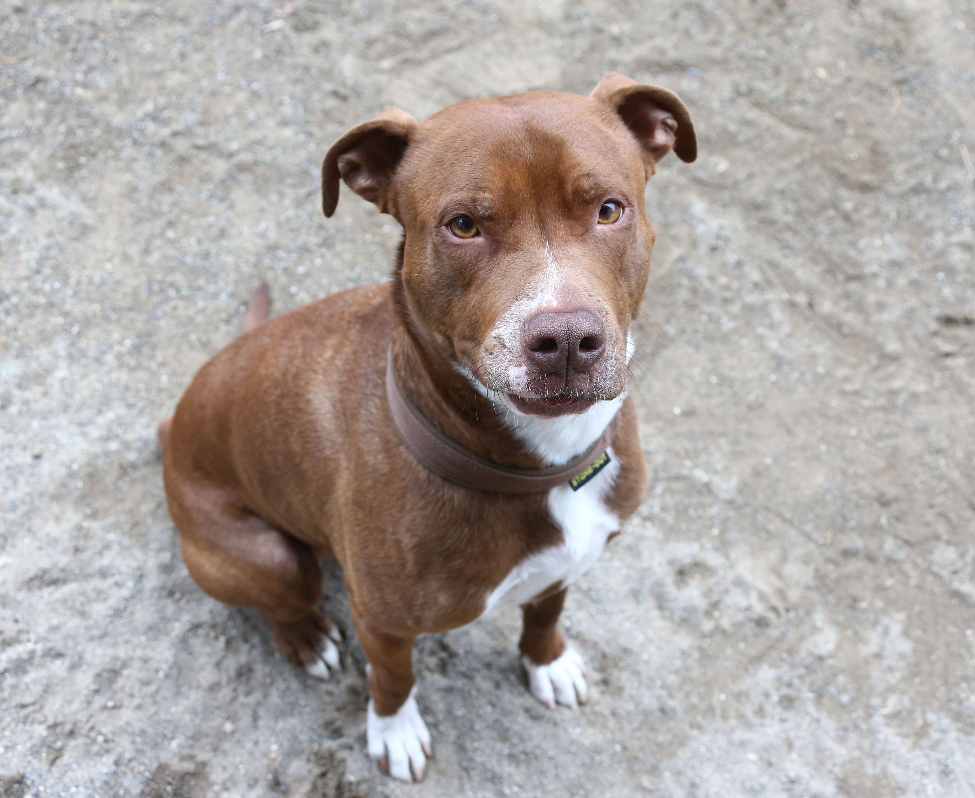 ist ein boxer ein kampfhund in bayern