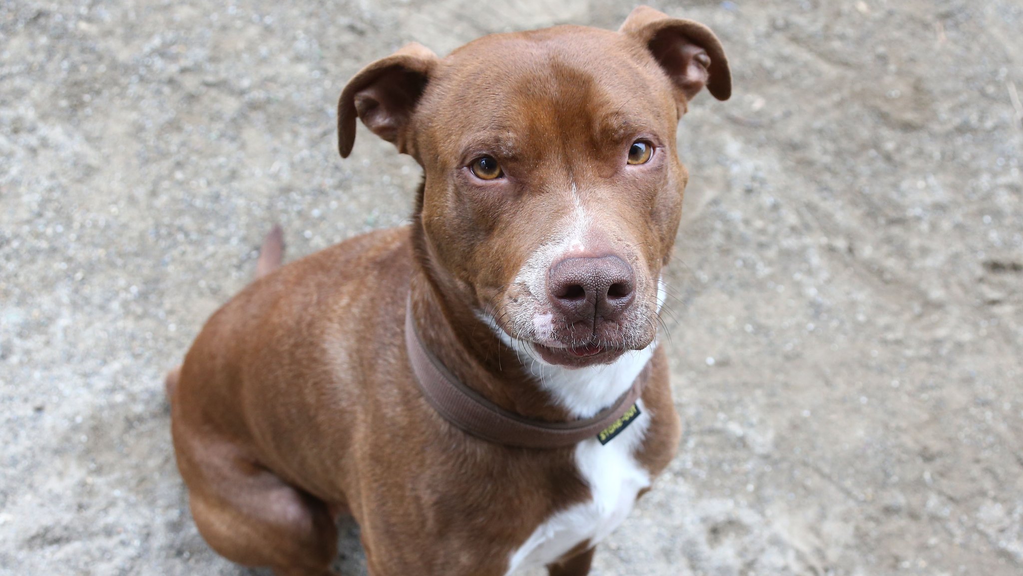 Ein American Staffordshire Terrier