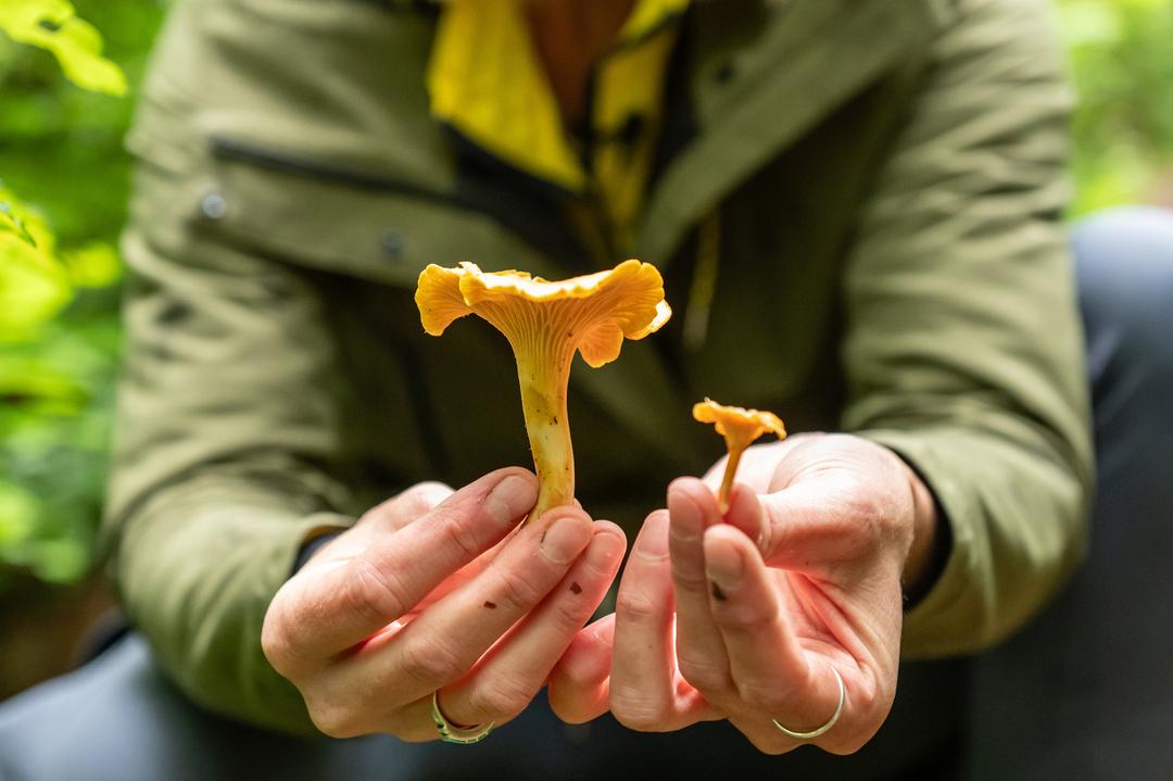 Ein Pilzcoach hält Pfifferlinge in den Händen. Hier zu sehen ein "Amethystschuppiger Pfifferling" und ein "Aprikosen-Pfifferling".