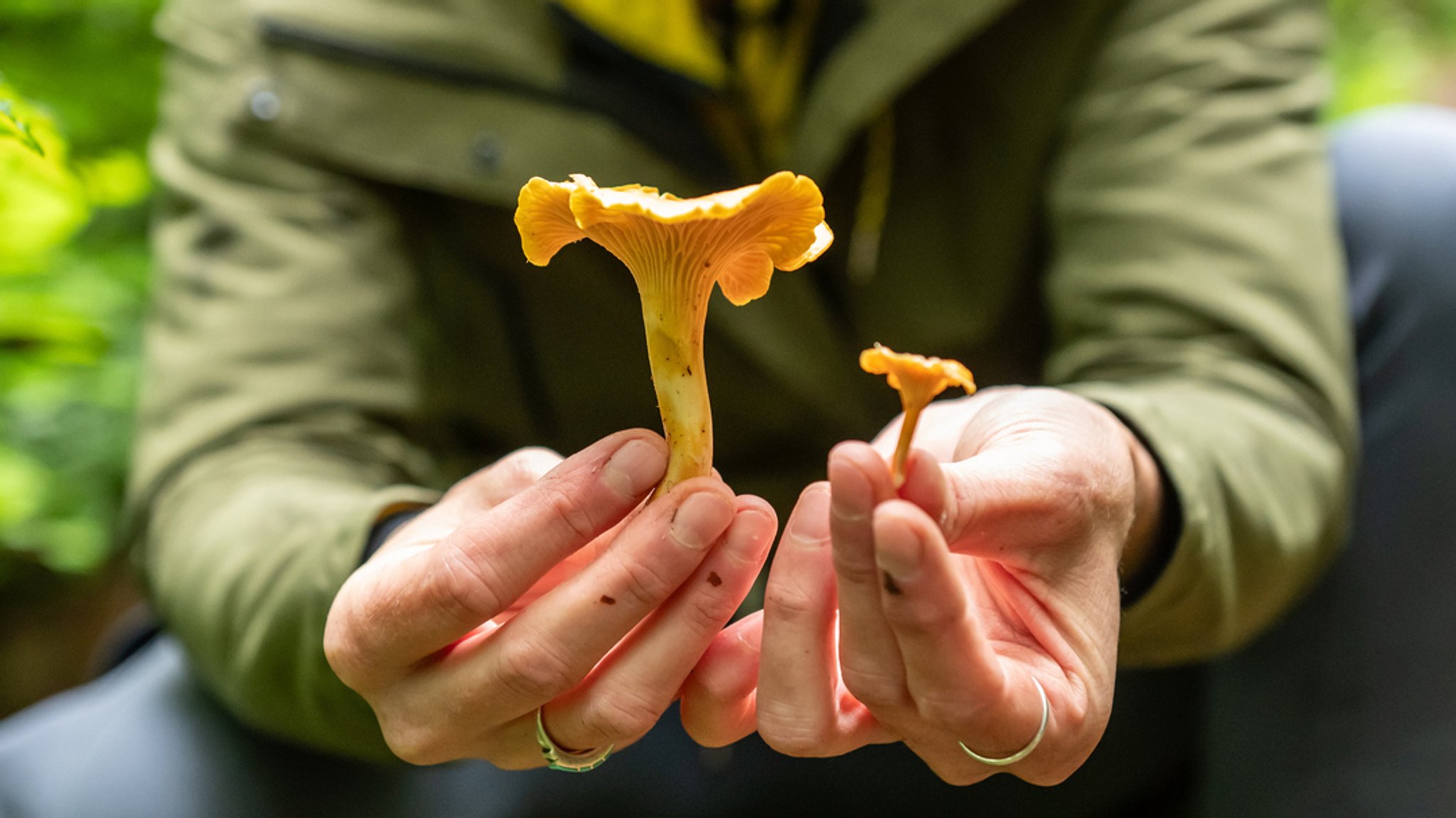 Pilzsaison startet: Viele Pfifferlinge dieses Jahr