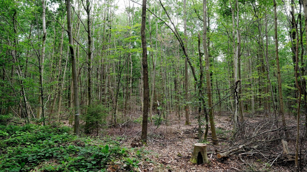 "Waldpakt" unterzeichnet: Schulterschluss mit Waldbesitzern