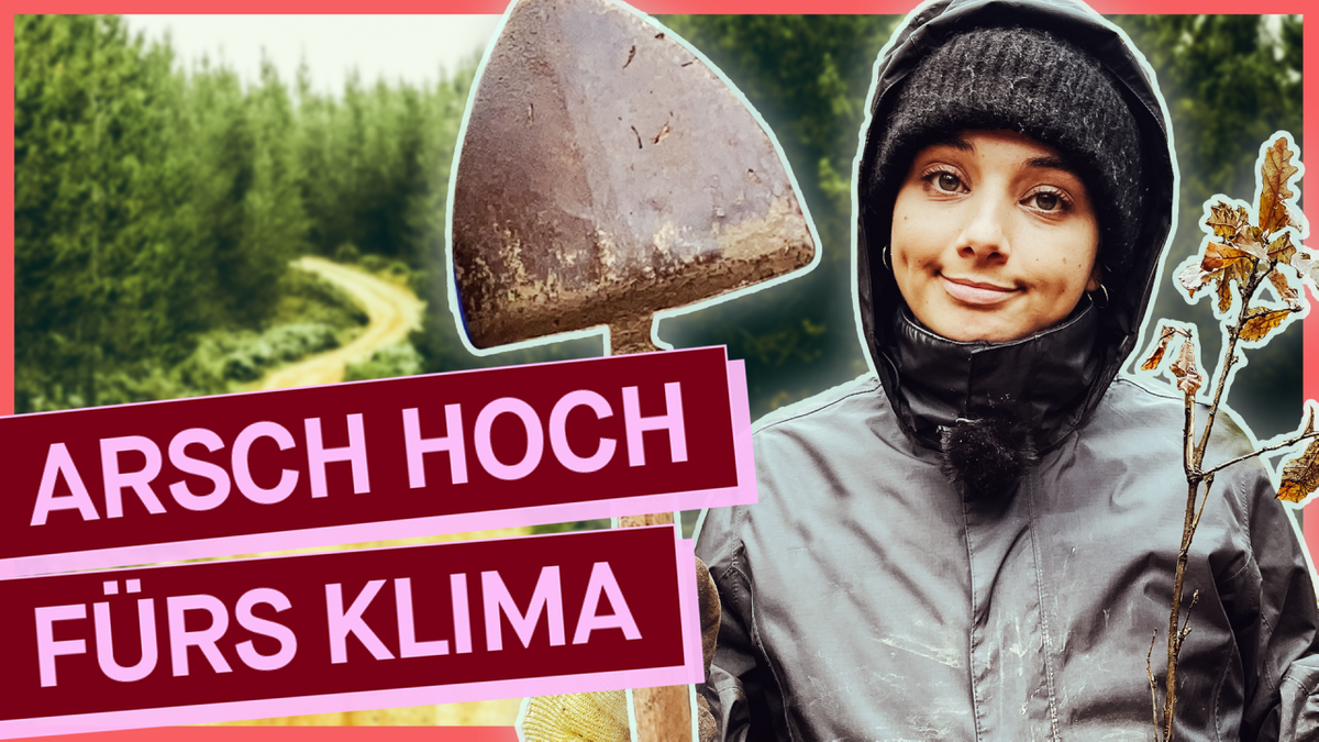 PULS Reportage: Kampf gegen das Waldsterben - hier anschauen