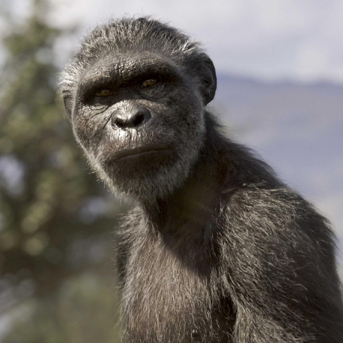 Abstammungsbusch oder Stammbaum - Wie sich Homo Sapiens entwickelt hat