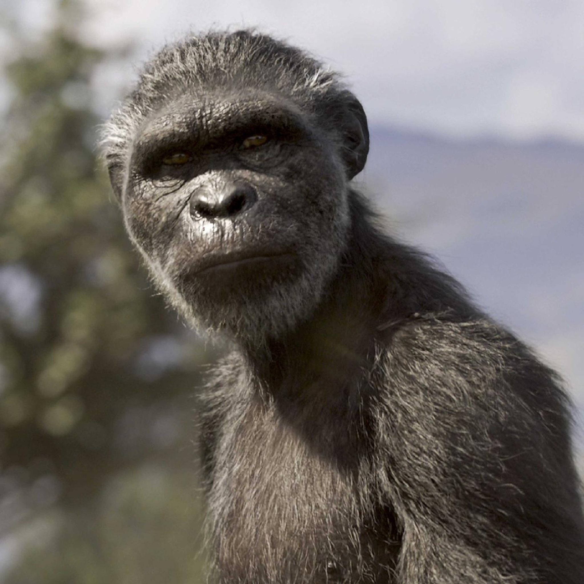 Abstammungsbusch oder Stammbaum - Wie sich Homo Sapiens entwickelt hat