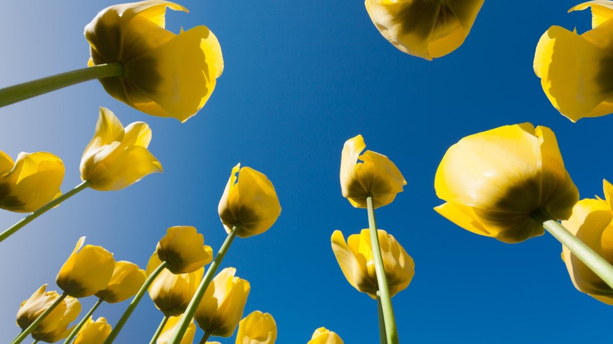 Schnittgut, 30.05.25: Tulpen - hier anschauen