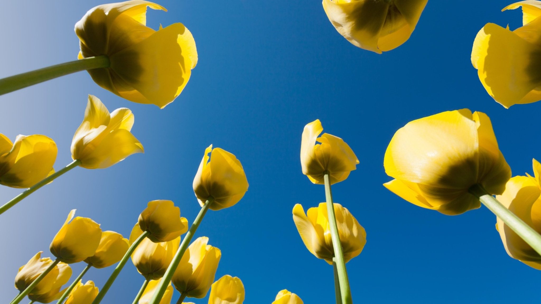 Schnittgut: Tulpen, Blauregen, Gartenbau ohne Torf - hier anschauen
