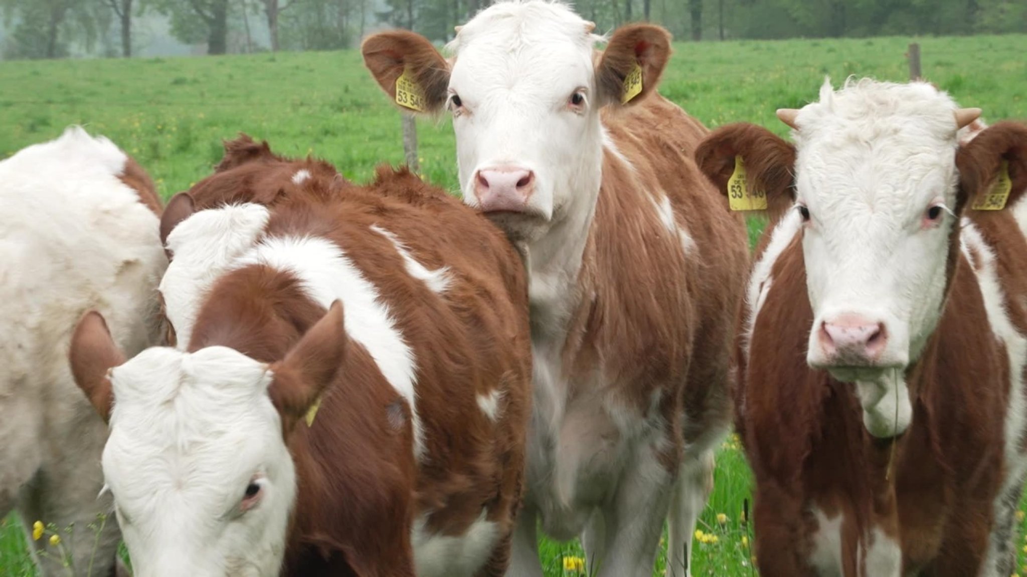 Unser Land: Biokalbfleisch aus Oberbayern - hier anschauen