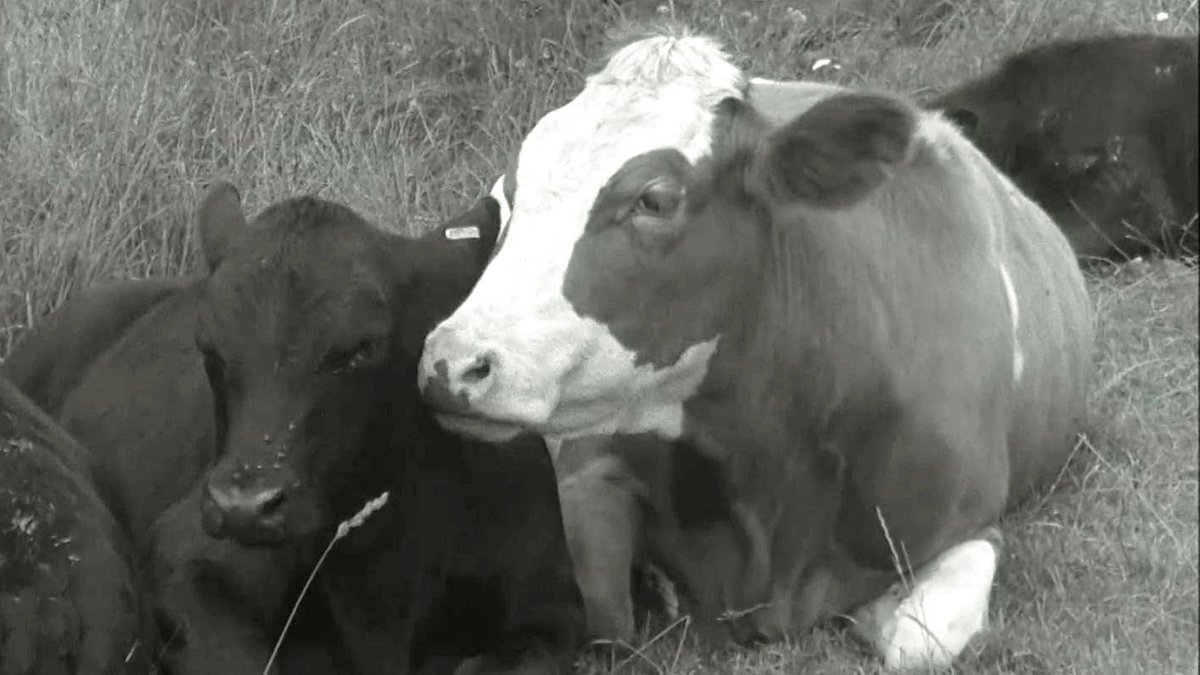 Unser Land: Bericht von 1962: Genetisch hornlose Rinder - hier anschauen