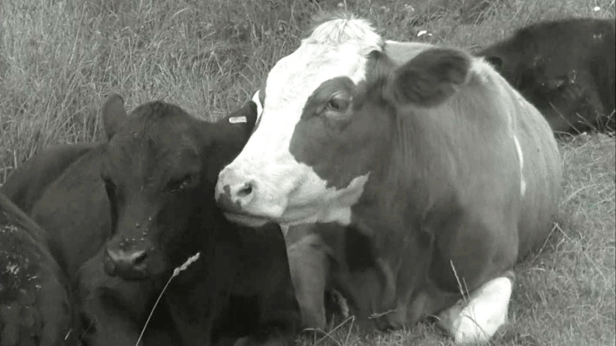 Unser Land: Bericht von 1962: Genetisch hornlose Rinder - hier anschauen