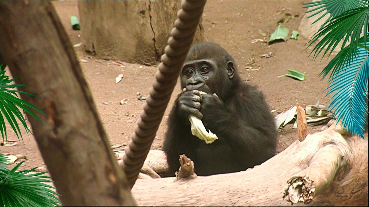 Elefant, Tiger & Co.: Geburtswehen bei Gorilla & Co. (255) - hier anschauen