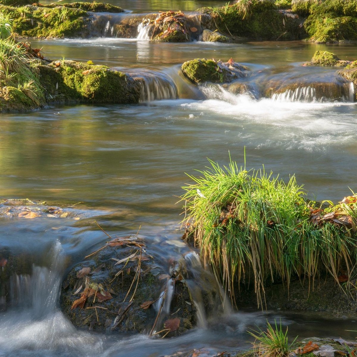Wie gesund sind unsere Flüsse? - Macht mit und checkt unsere Bäche!