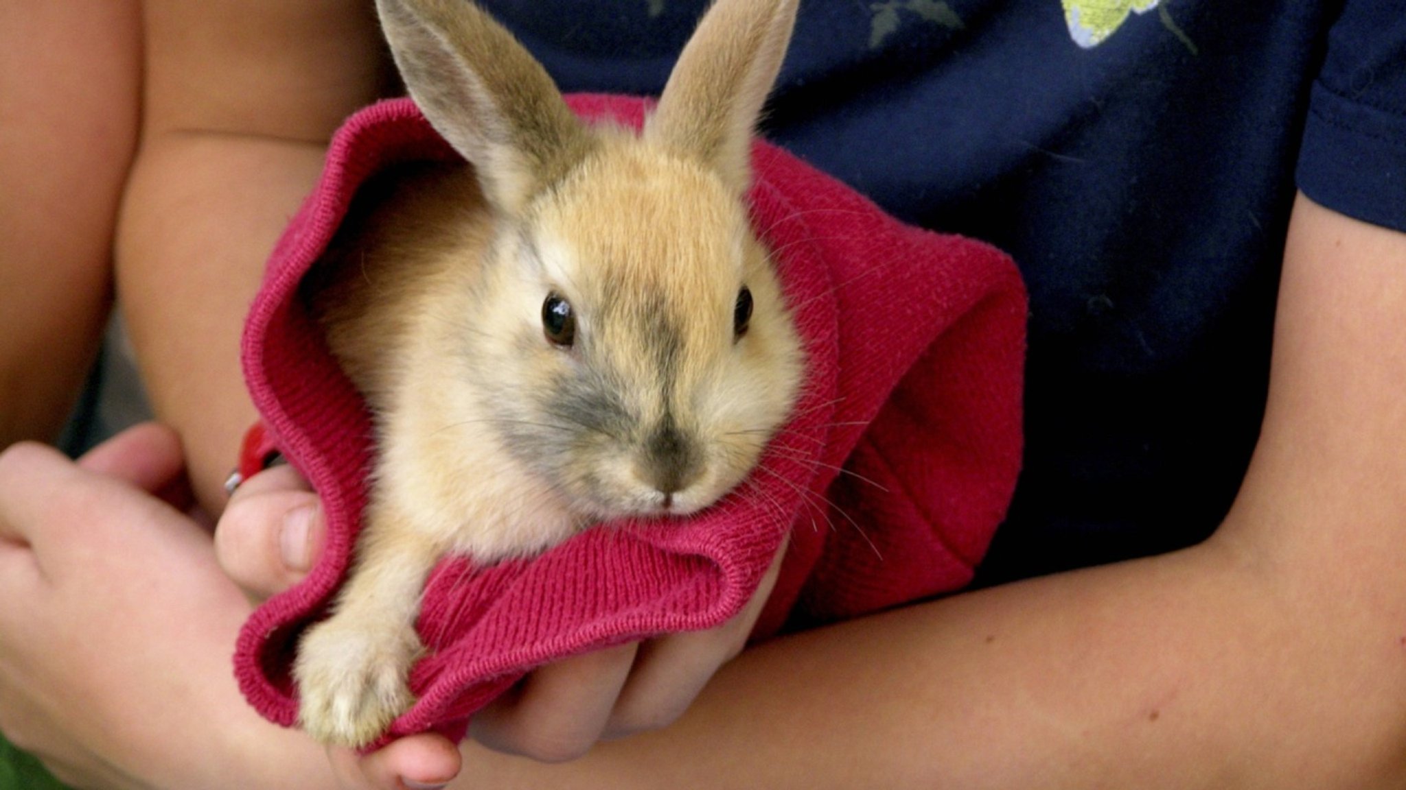 Haustier, Nutztier, Wildtier - geliebt, gequält, gehandelt - hier anschauen