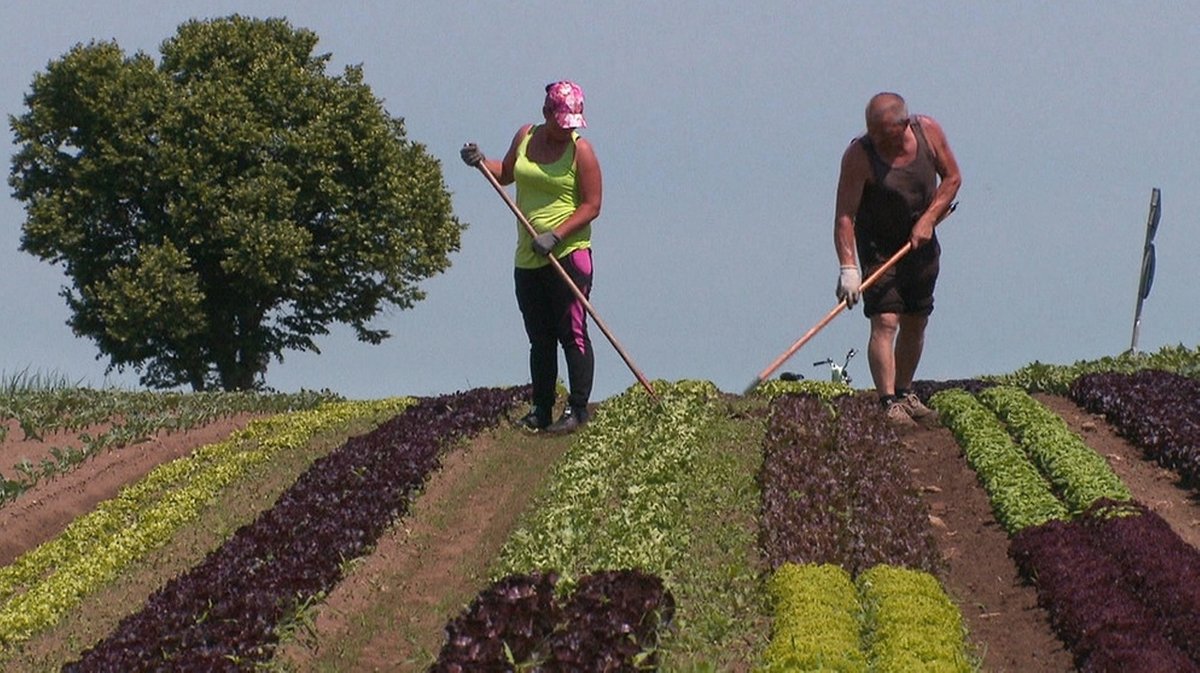 Unter unserem Himmel: Im Knoblauchsland - hier anschauen