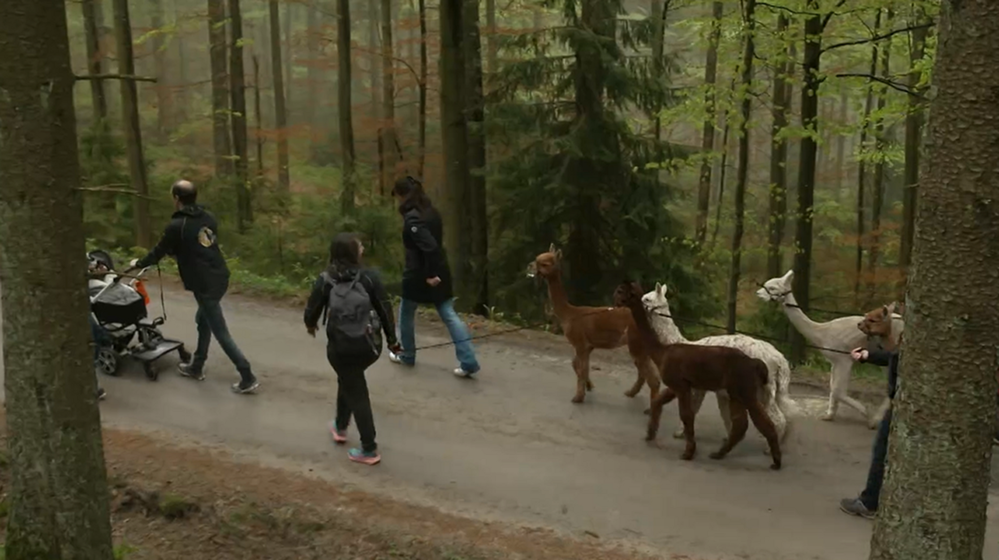 Wir in Bayern: Mit Alpakas unterwegs - hier anschauen