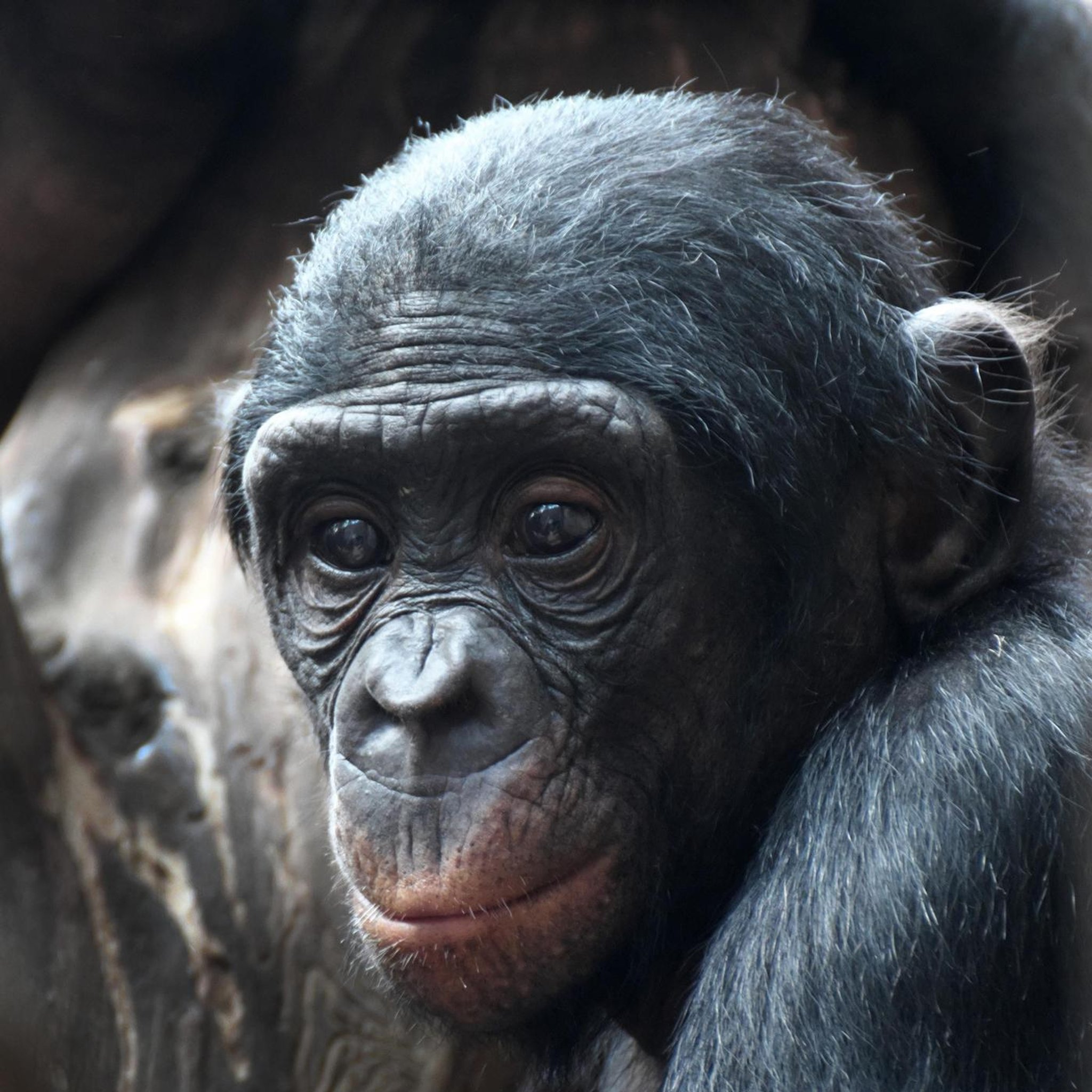 Experiment: Kann der Affe das? - Bonbobos sollen sich in Menschen hinein versetzen (179)