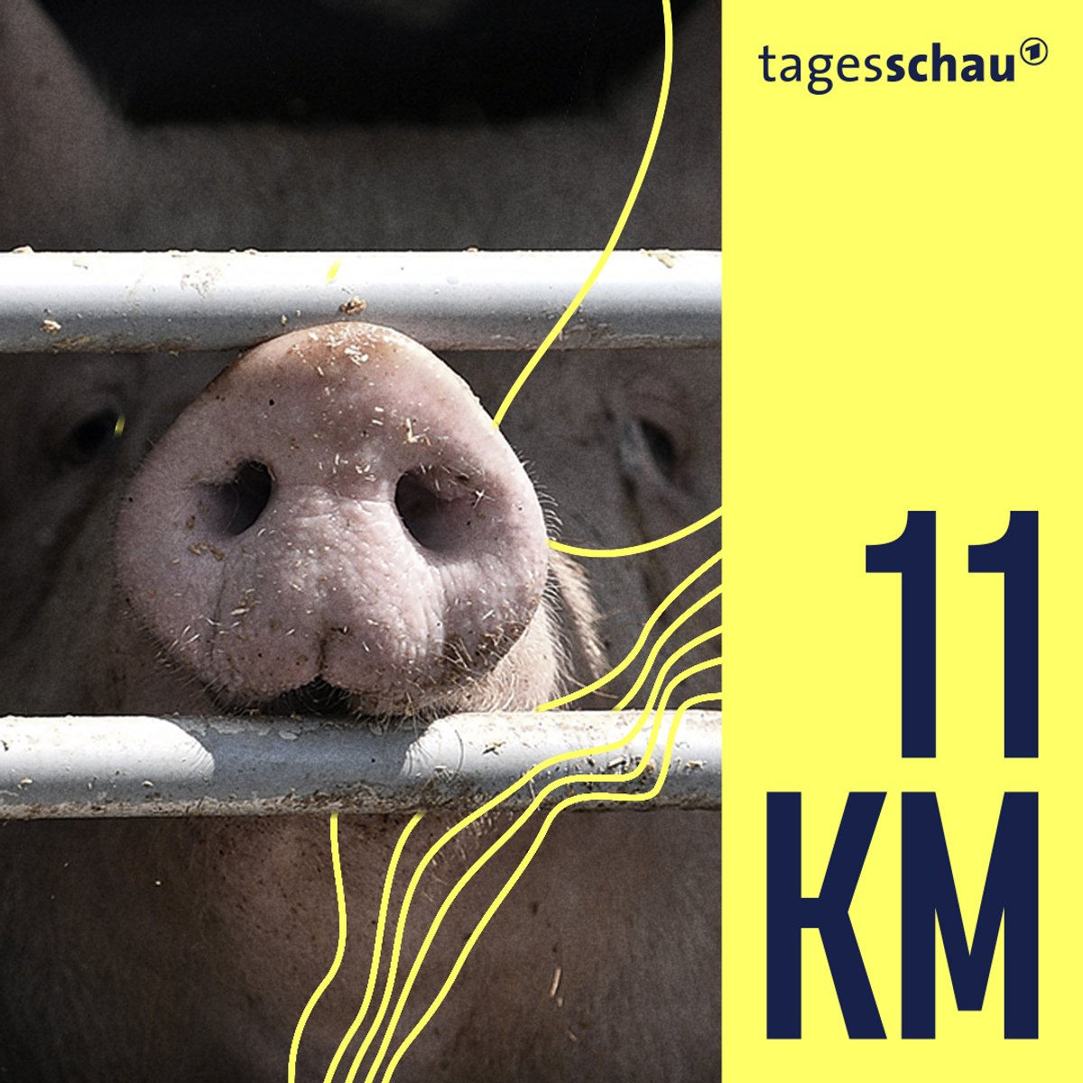 Schnitzel-Wirtschaft: Wie Spanien mit seinen Schweinen umgeht