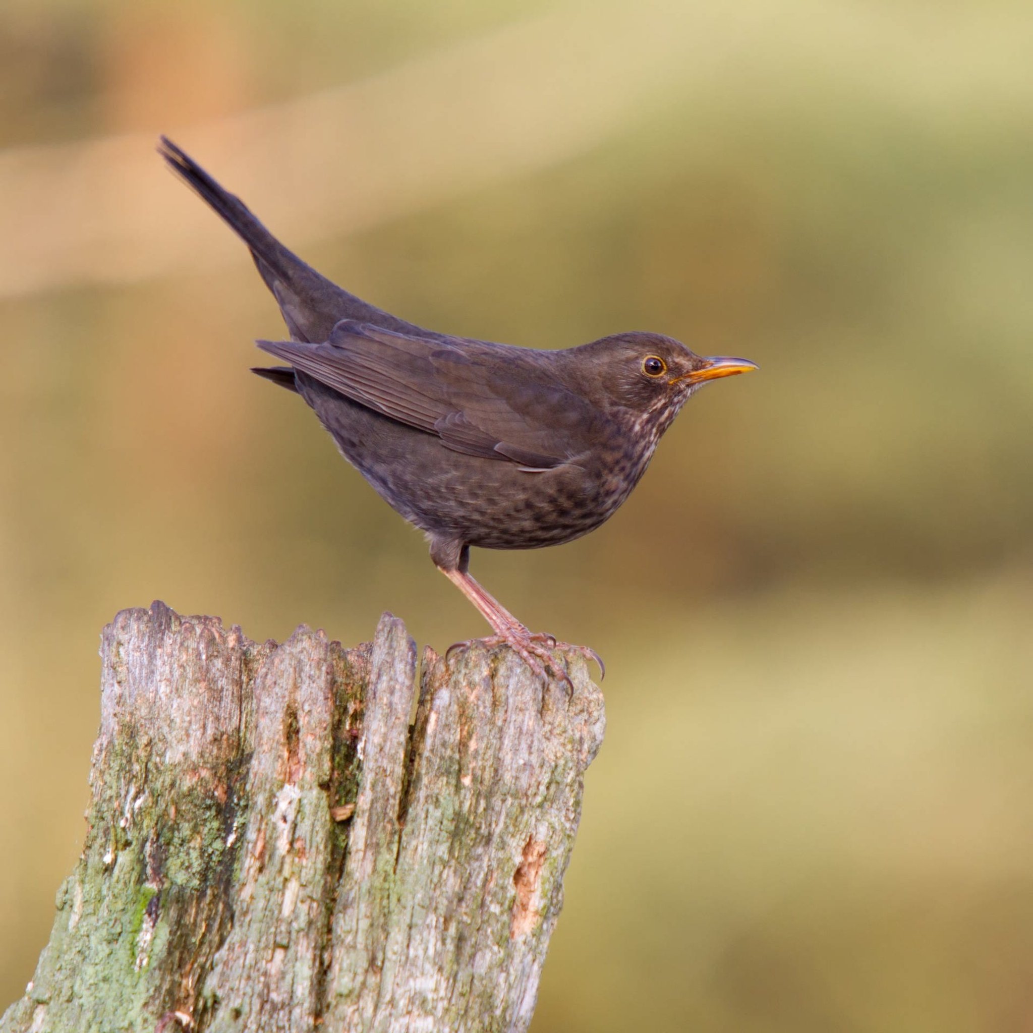 Usutu-Virus: Droht ein Amsel-Sterben?