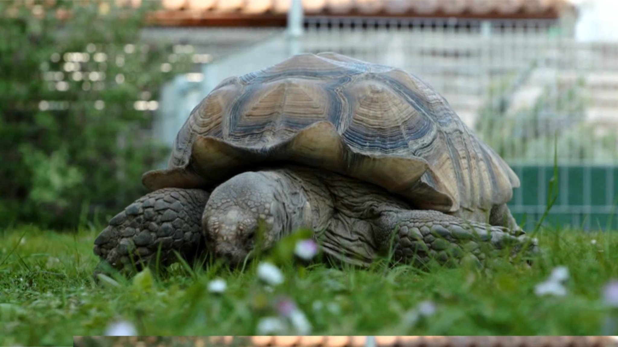 Frankenschau: Schildkröten-Auffangstation in Kitzingen - hier anschauen