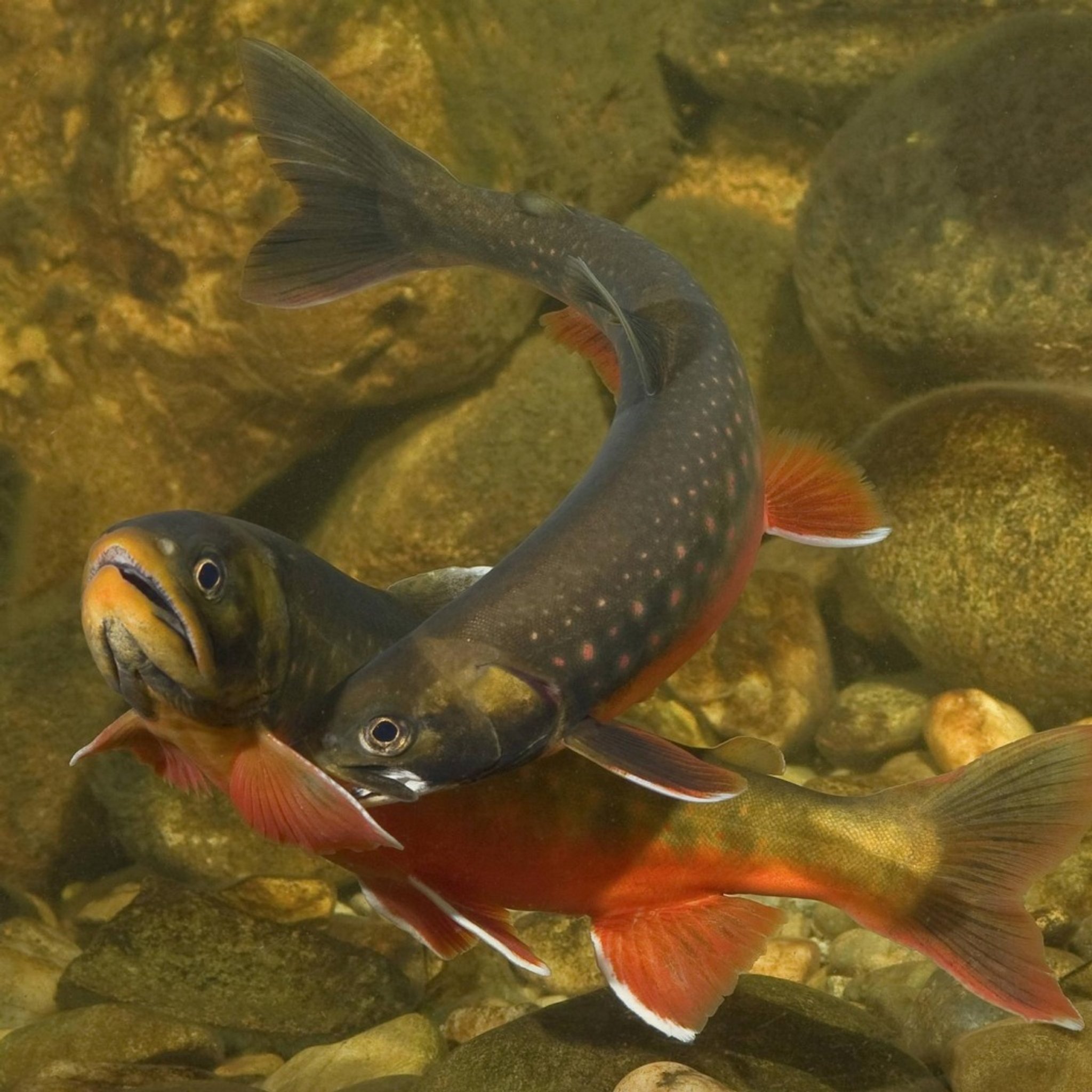 Fische in Bayern - Wie geht es ihnen?