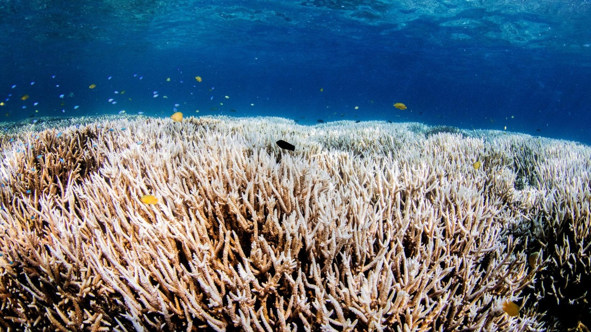 NANO vom 17. April 2024: Korallenbleiche gefährdet Great Barrier Reef - hier anschauen