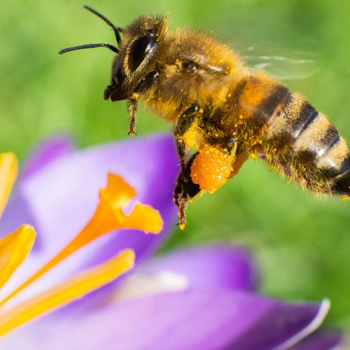 Bienen in Not: Mit diesen Tipps können Menschen helfen
