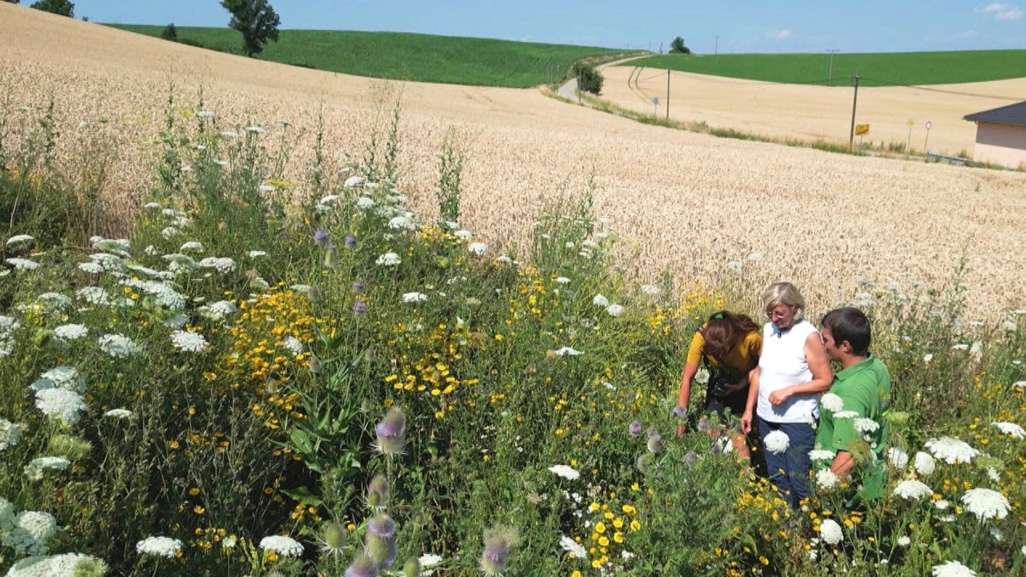 Unser Land: Insekten schützen auf Acker und Wiese - hier anschauen