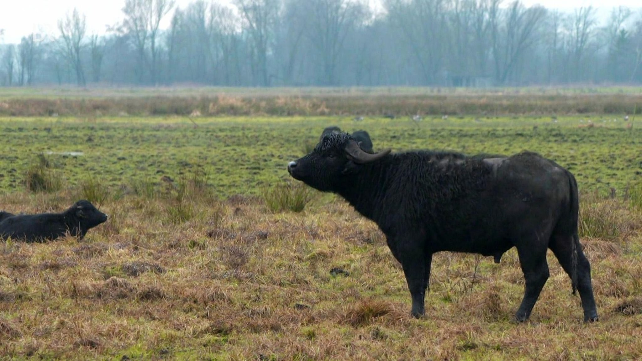 Zwischen Spessart und Karwendel: Weidehaltung in sumpfiger Landschaft - hier anschauen