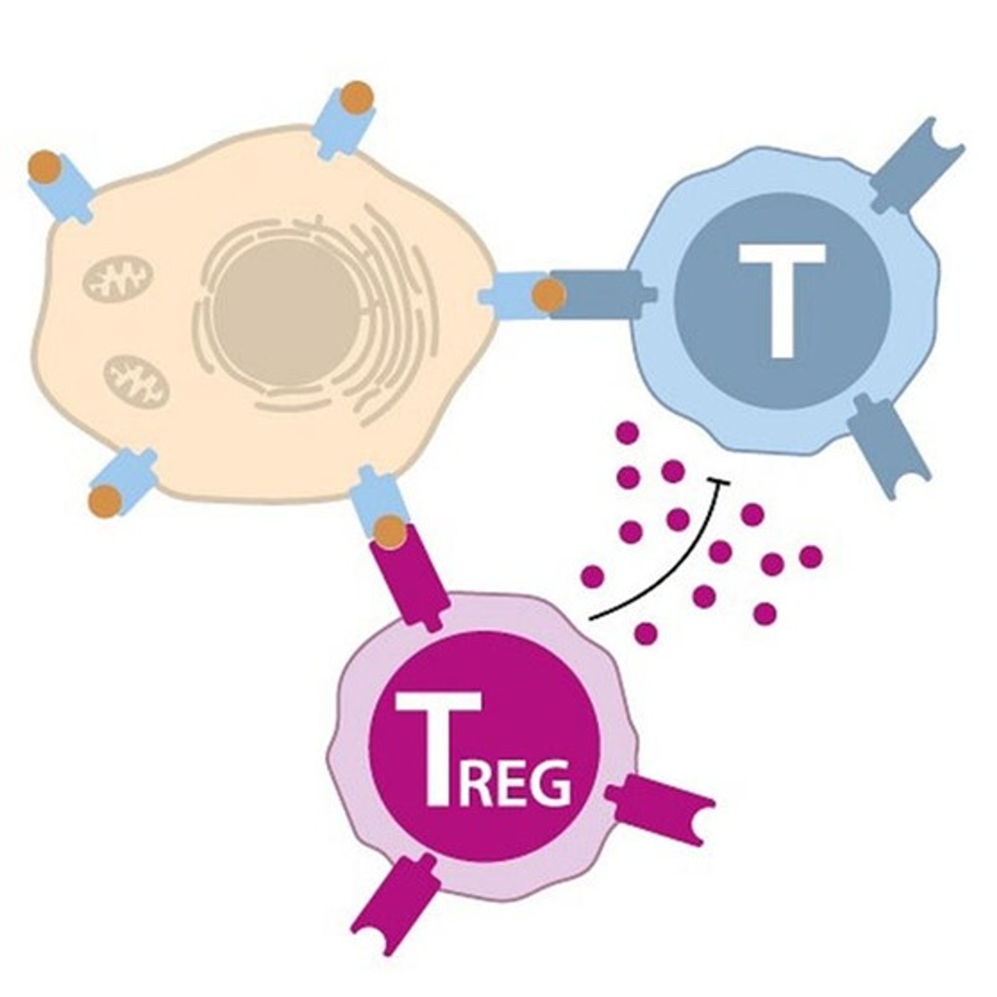 Wächter im Immunsystem - Das steckt hinter dem Medizin-Nobelpreis
