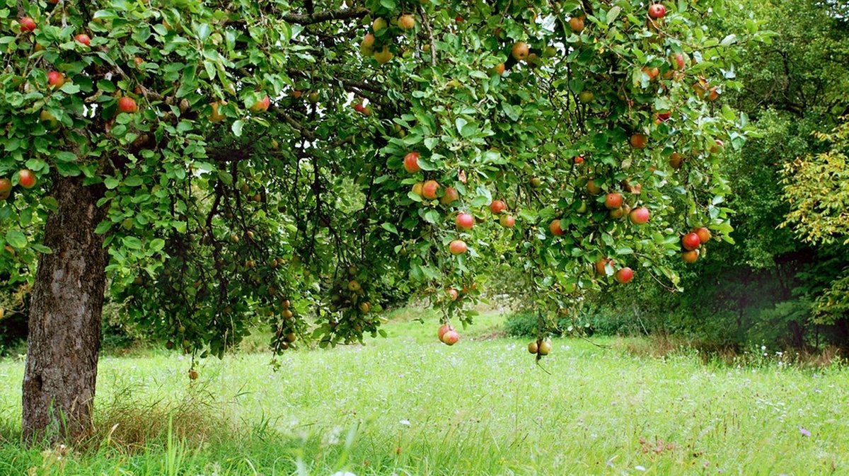 Bayern erleben: Streuobstwiese · Alte Sorten, neue Wege - hier anschauen