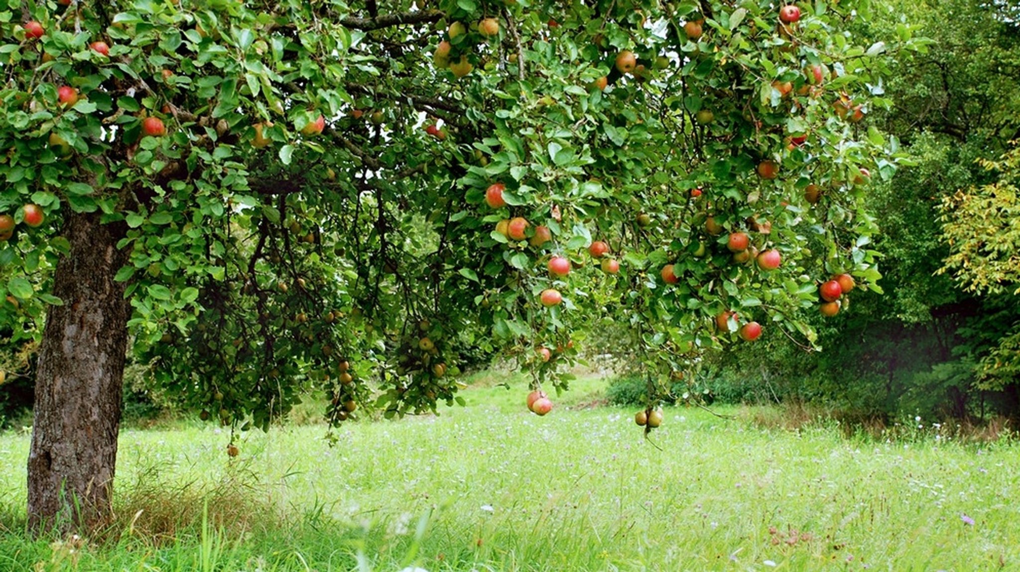 Bayern erleben: Streuobstwiese · Alte Sorten, neue Wege - hier anschauen