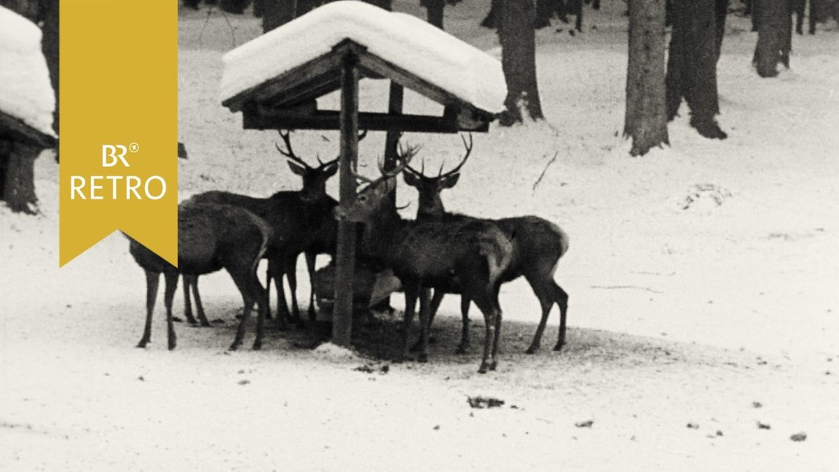 BR Retro: Neue Methoden der Wildfütterung 1963 - hier anschauen