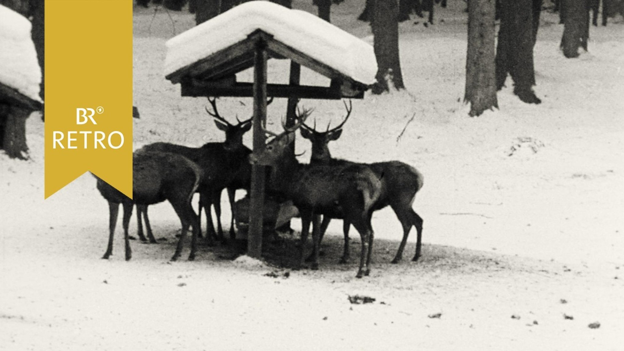 BR Retro: Neue Methoden der Wildfütterung 1963 - hier anschauen