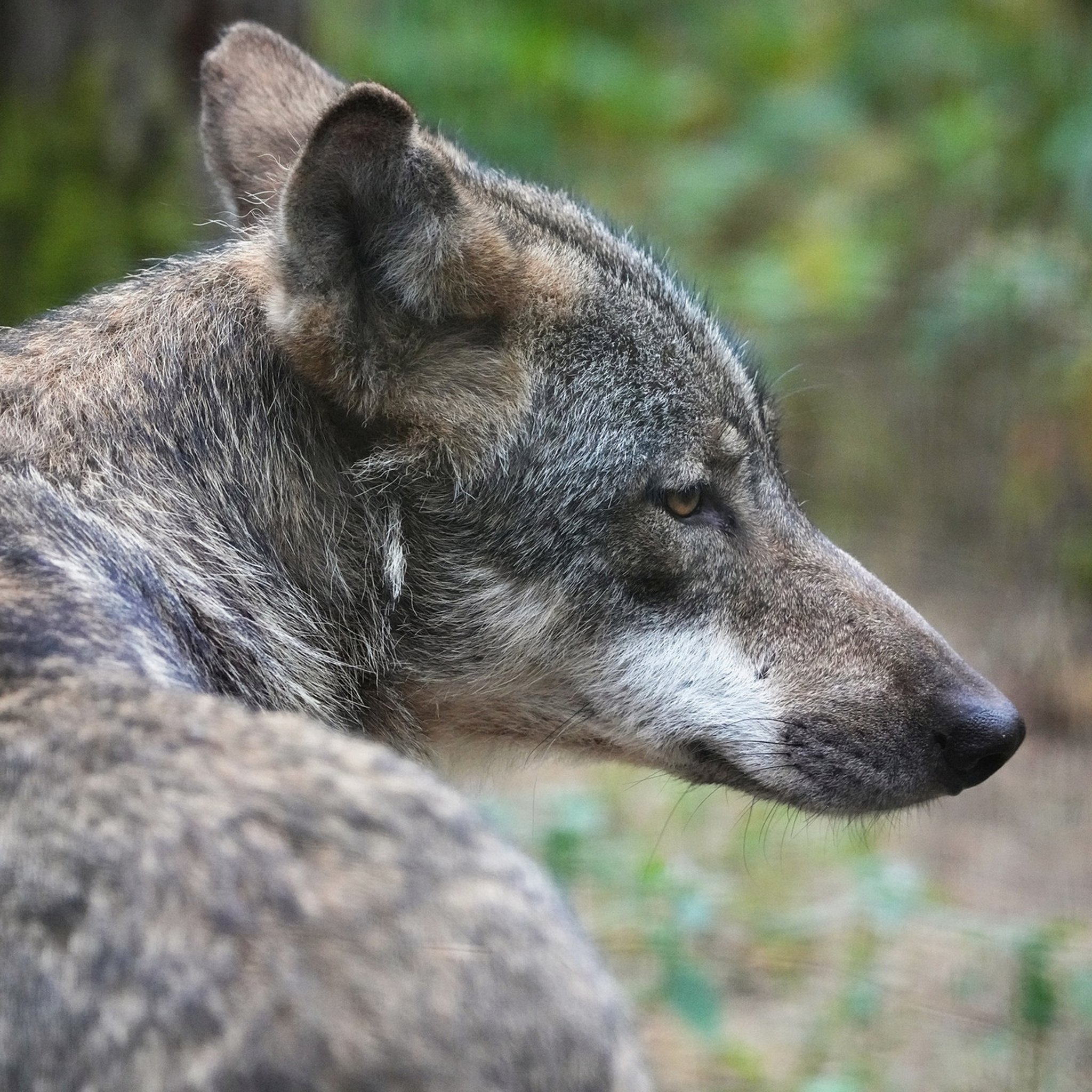 Muss man den Wolf abschießen?