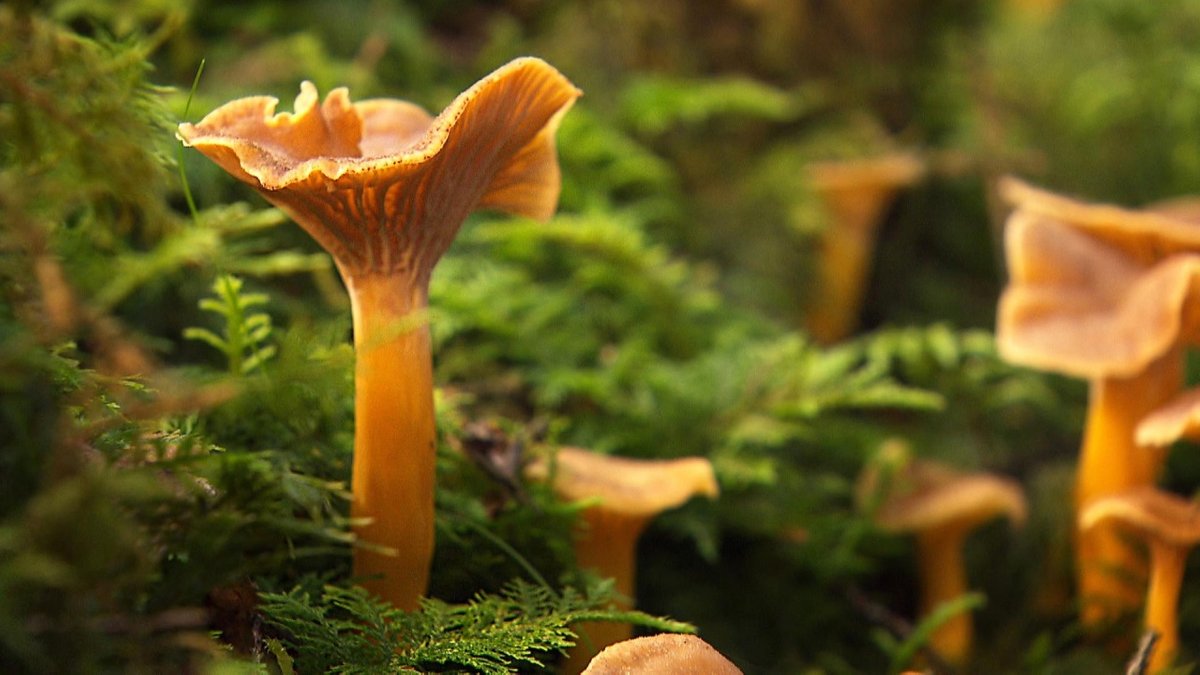 Unter unserem Himmel: Schwammerlsuchen im Bayerischen Wald - hier anschauen