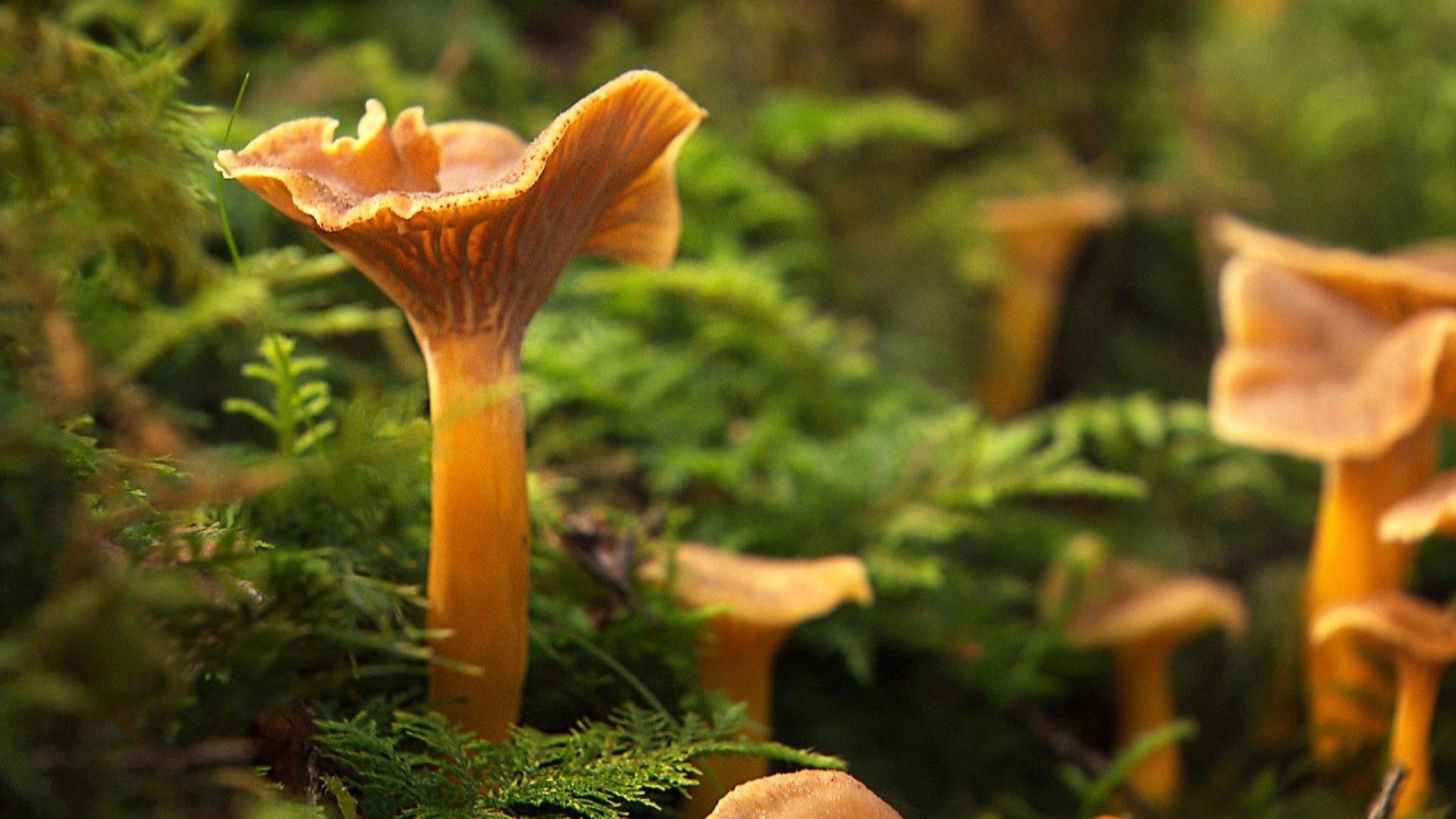 Unter unserem Himmel: Schwammerlsuchen im Bayerischen Wald - hier anschauen