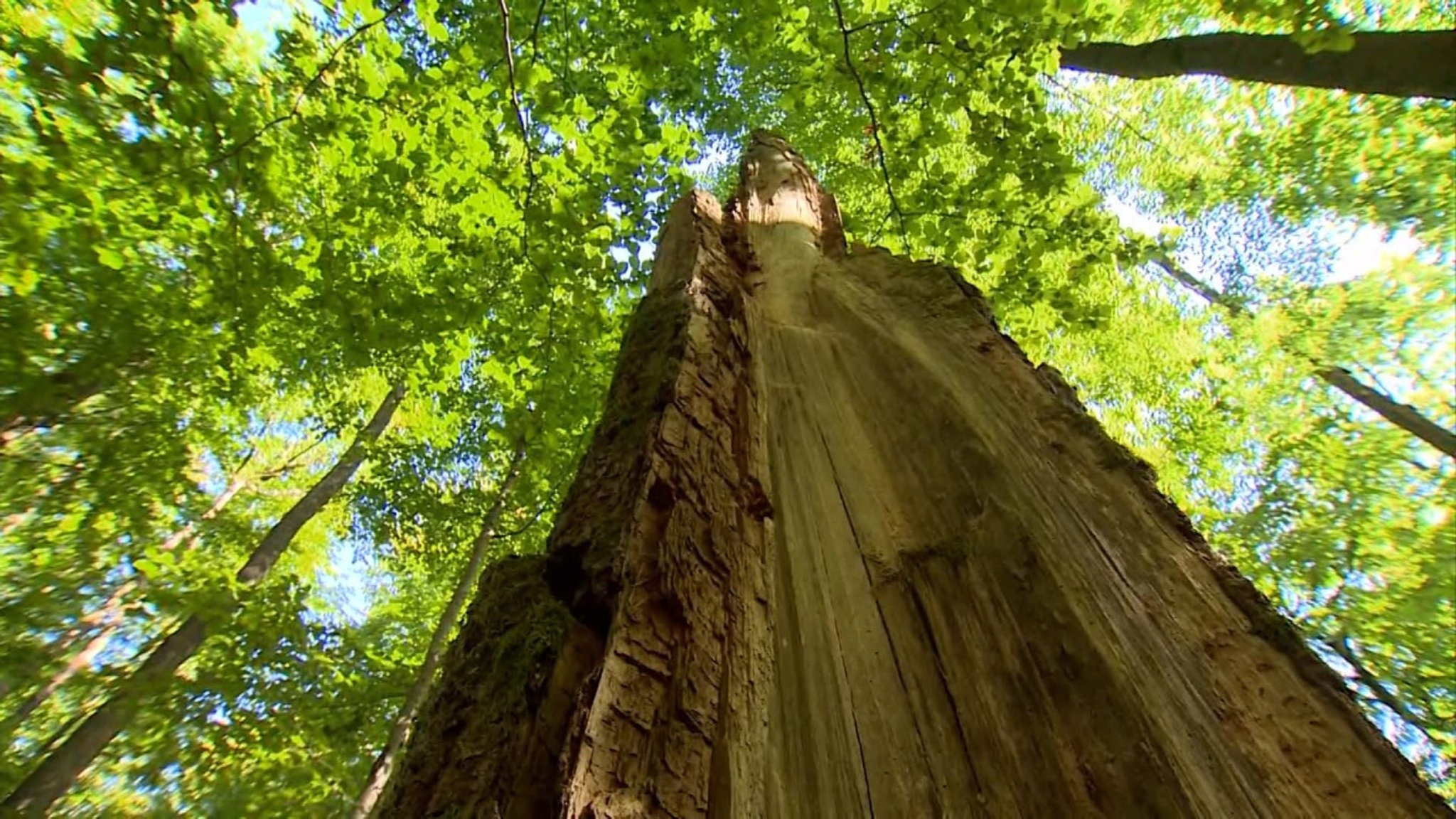 BR24: Wie der Klimawandel den Wald herausfordert - hier anschauen