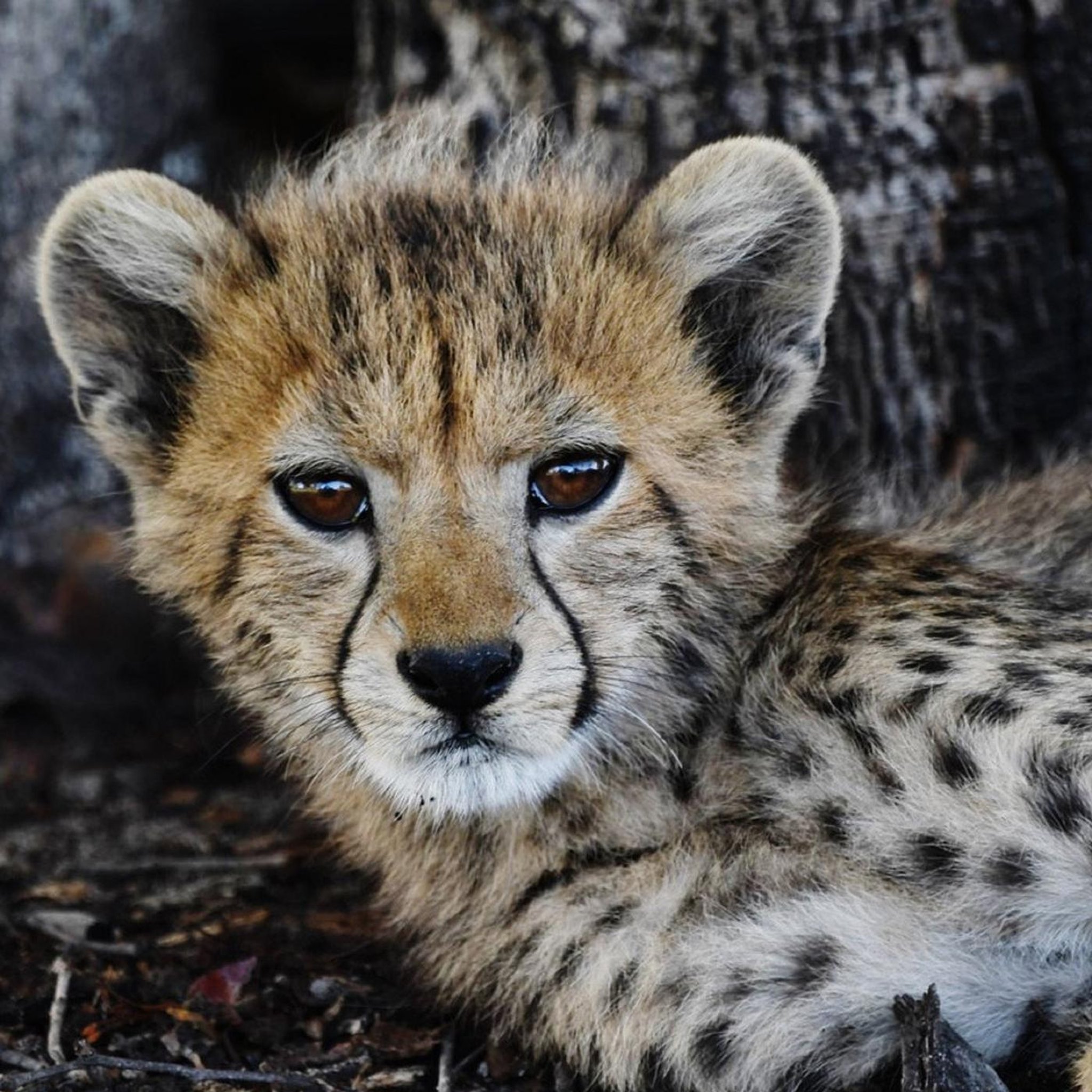 Trailer: Namenlose Helden – Biografien aus der Wildnis