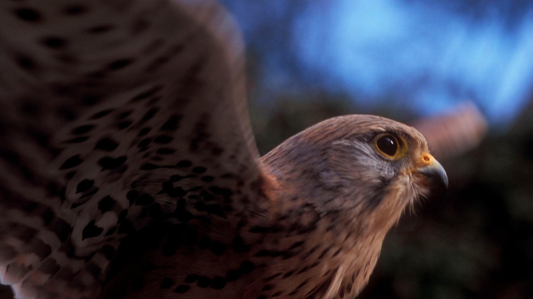 Abenteuer Wildnis: Abenteuer Überleben · Strategien aus dem Tierreich - hier anschauen