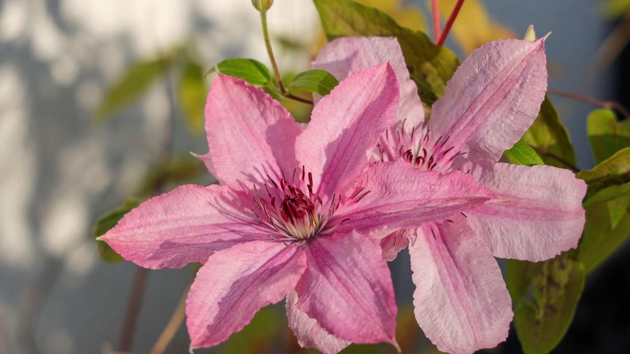 Schnittgut: Clematis, High Tech im Garten, Rhododendron-Schnitt - hier anschauen