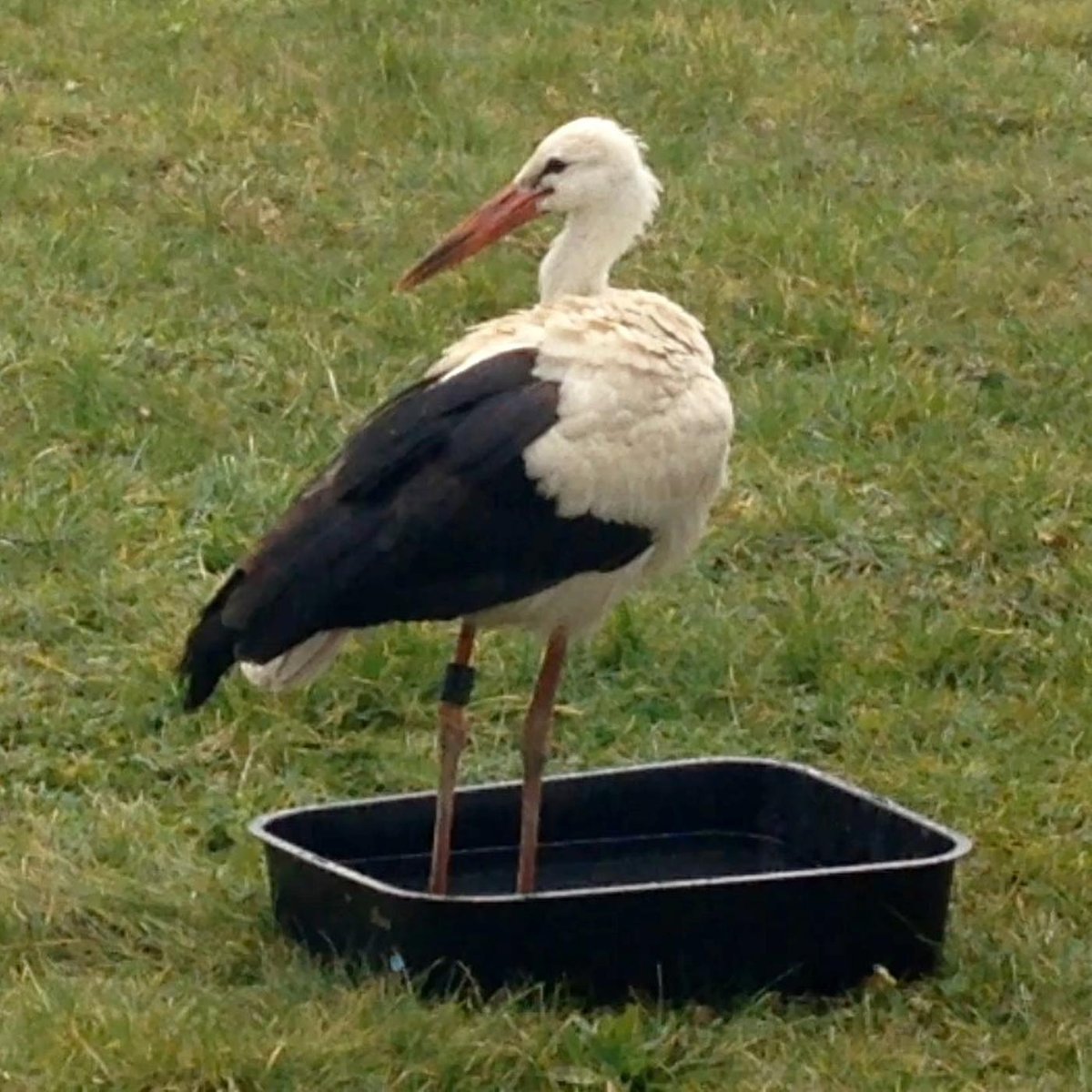 Namenlose Helden (1) – Storch Hansi auf Irrwegen